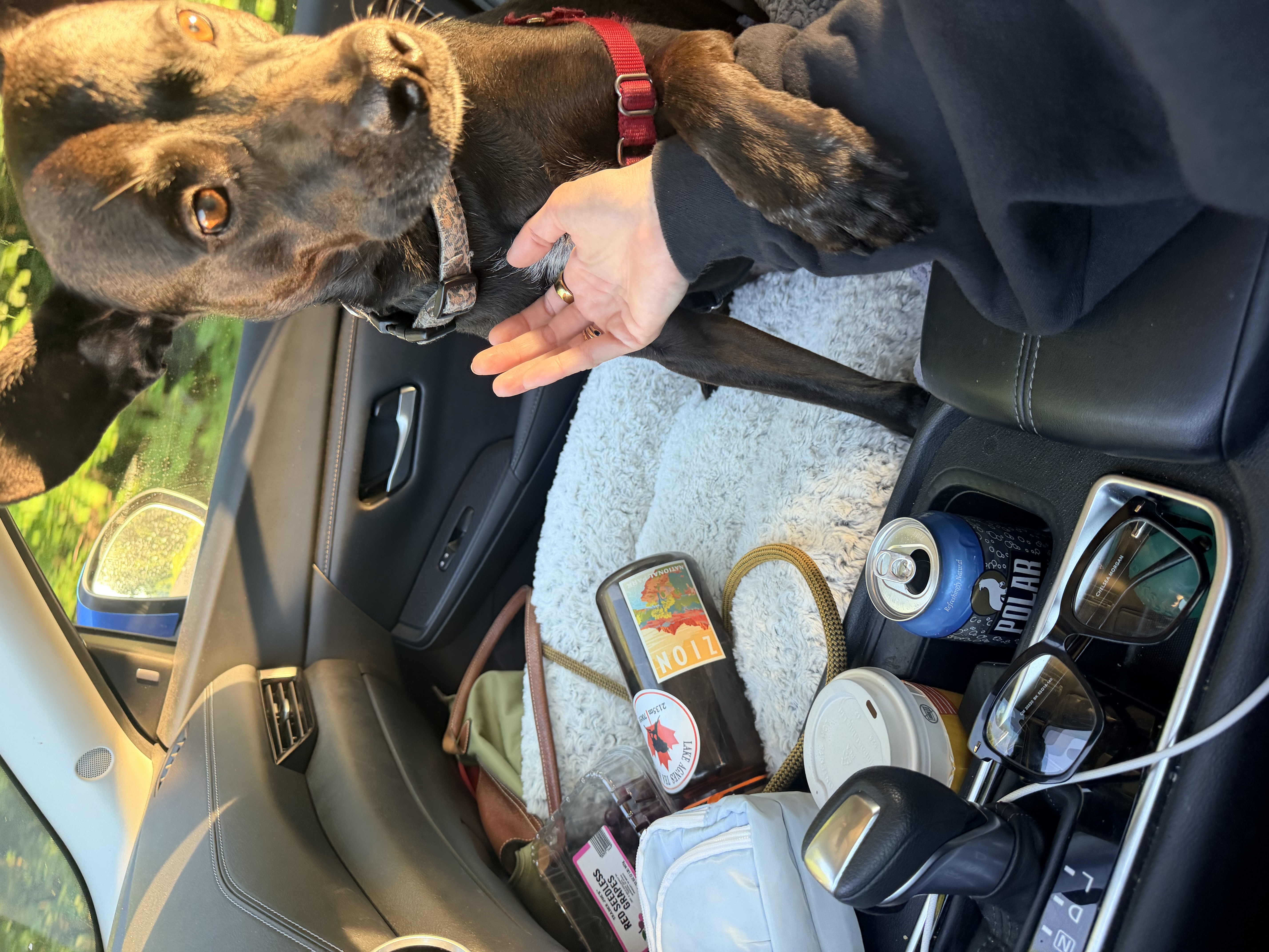 My dog, Poe, riding along for the drive from Nashville to Brooklyn.